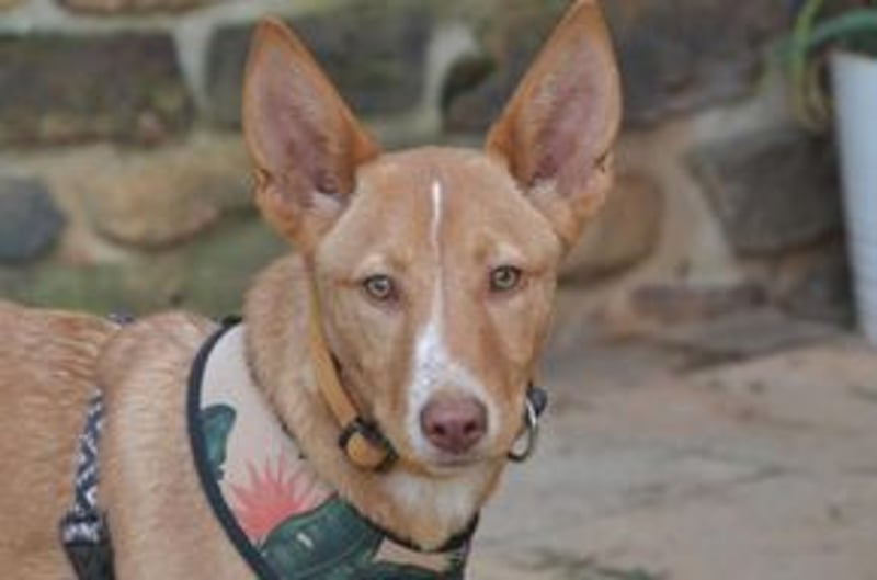 Nubi, eine sanfte kleine Entdeckerin mit vorsichtiger Neugier