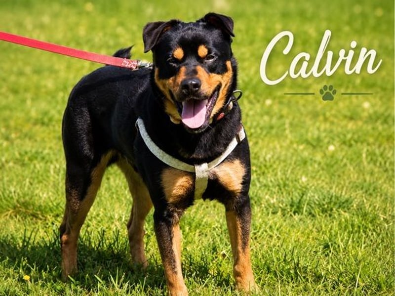 Calvin - sensibler Schatz möchte ankommen