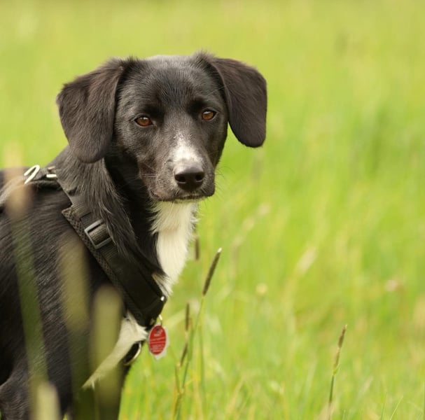 Kuschelmaus Tinella sucht ihr Famiie...