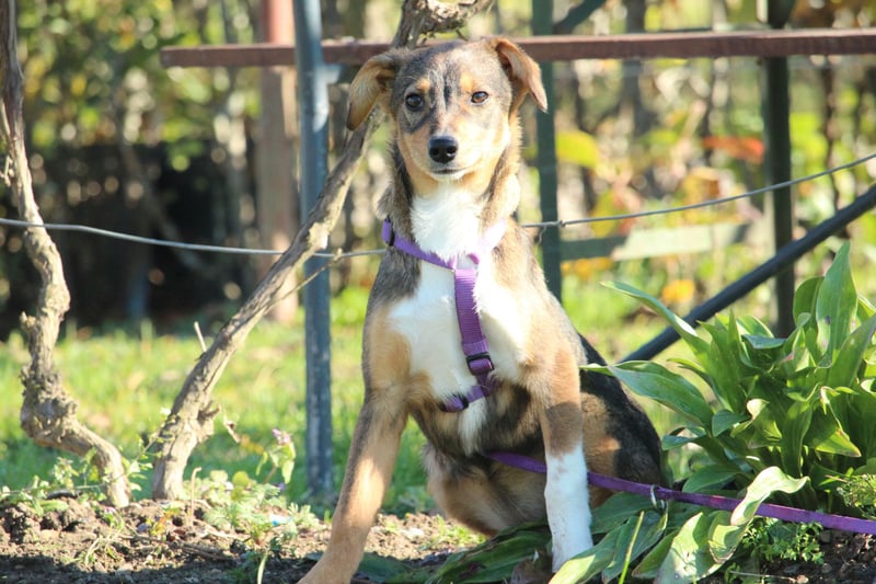 Bandina unsere Herzenshündin