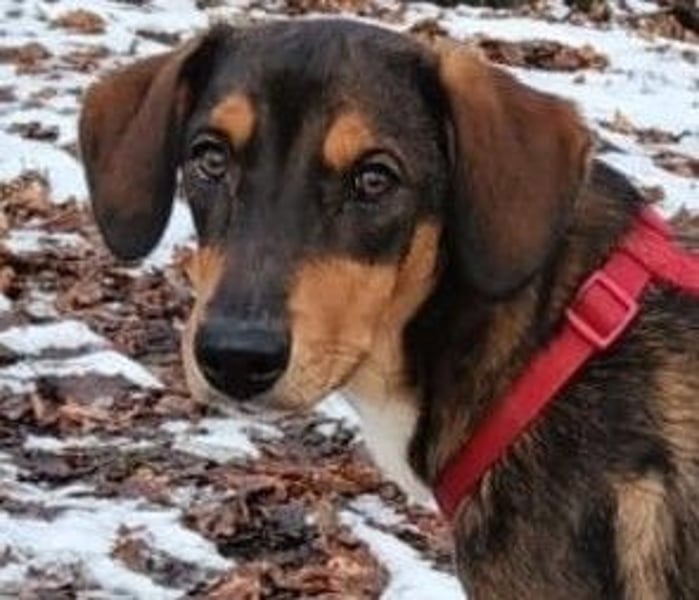 Sanio – ein Traumhund auf vier Pfoten...