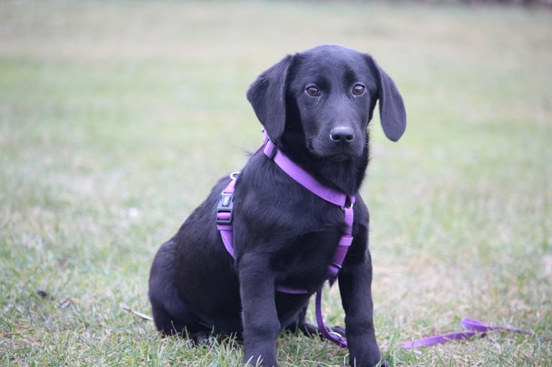 Liore sucht ihr Für-Immer-Zuhause