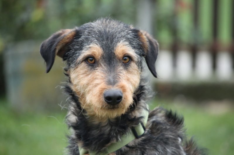 Miko sucht seine Menschen...