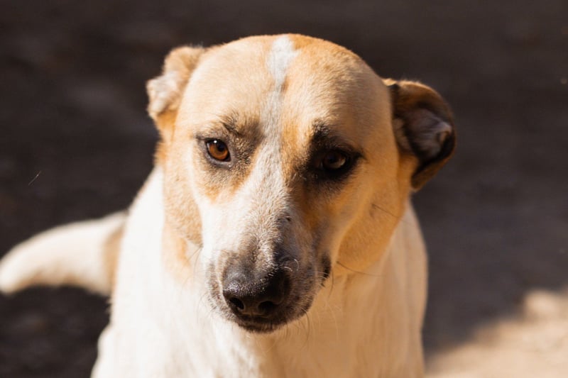 Liebe Nala möchte bei dir einziehen