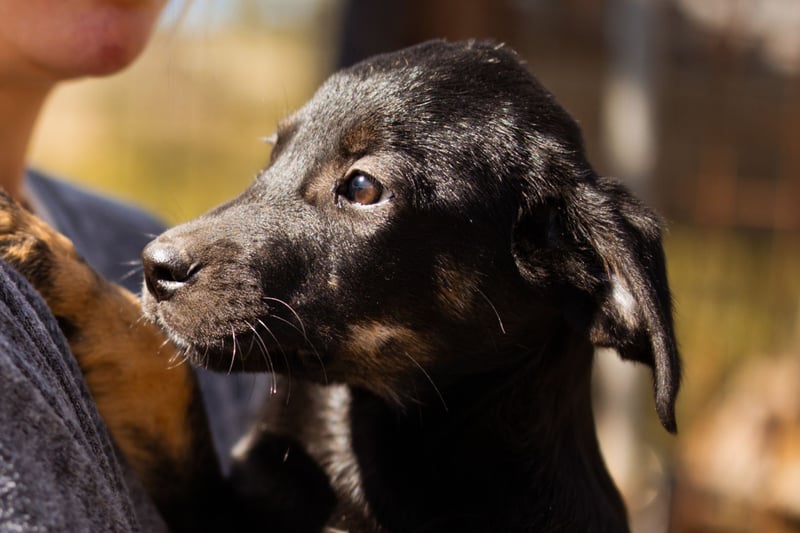 kleiner LUIS❤️süßer Racker und ein Strahlen auf vier Pfoten!