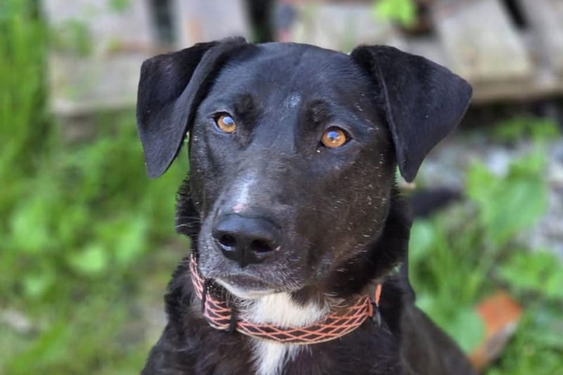 Amber ❤️ sanfte + verträgliche Seele!