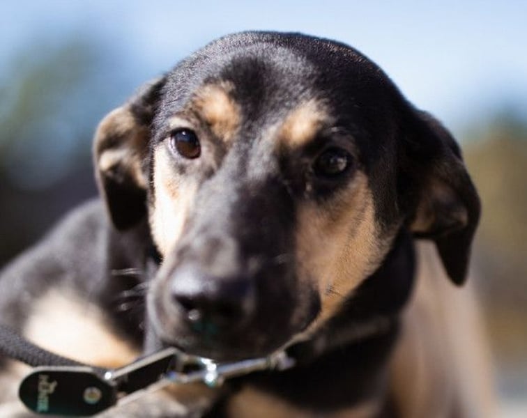 LISA❤️kleine Terrier-Mix-Heldin mit großem Herz