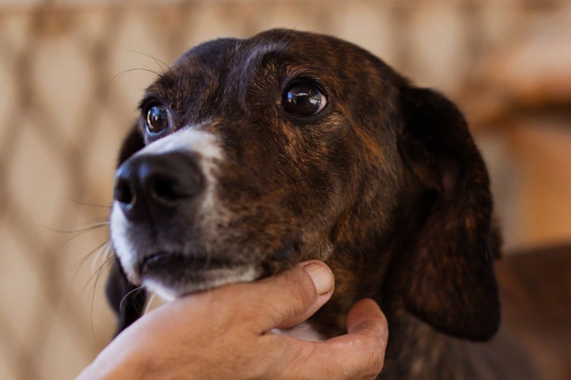 Lieber Baileys ❤️ hübscher, sensibler Bub!