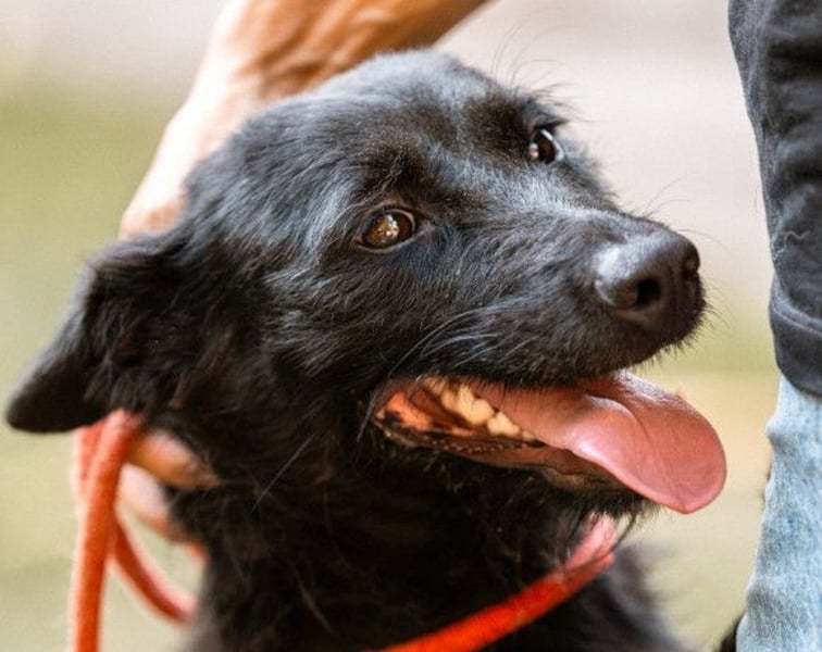 Ebony ❤️ verträglich, lieb, offen!