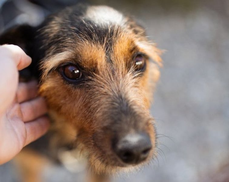 RICARDA❤️sanfte Terrier-Dame mit großem Herz sucht liebevolles Zuhause