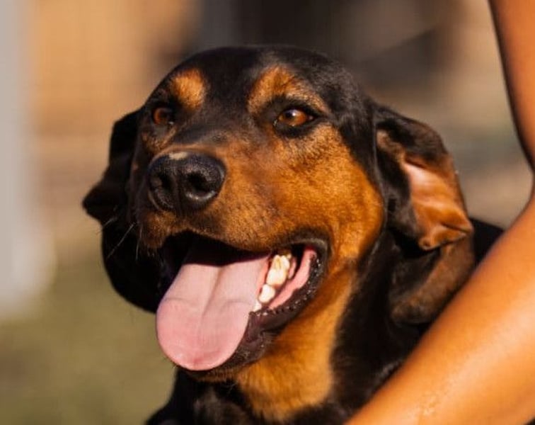 Ruhiger Jimmy ❤️ sucht liebesvolles Zuhause