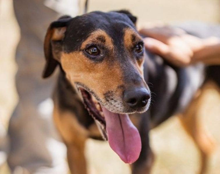 Jasco ❤️ neugierig, lebhaft & verspielt