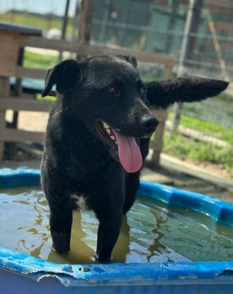 ALLY❤️Baden, toben, kuscheln – fröhlicher Jungrüde liebt das Leben und sucht dich!