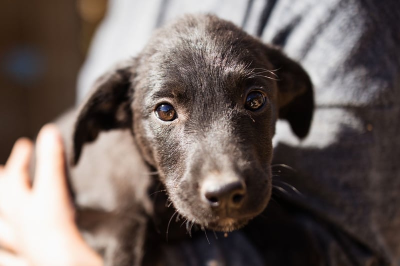 Ljubavi ❤️ junger, lebensfroher Hundebub