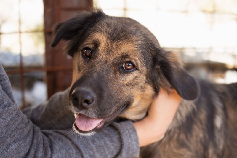Jacky ❤️ junge Traumhündin sucht Zuhause