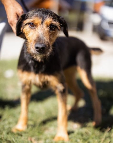 RICARDA❤️sanfte Terrier-Dame mit großem Herz sucht liebevolles Zuhause