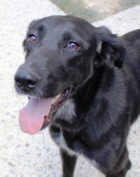 Xena - lebensfrohe, aktive, liebe Hündin