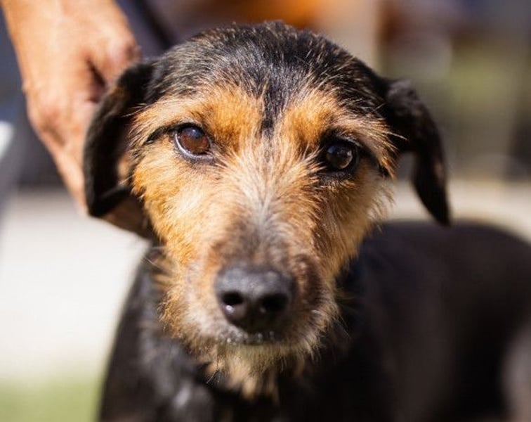RICARDA❤️sanfte Terrier-Dame mit großem Herz sucht liebevolles Zuhause
