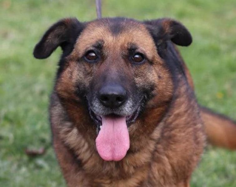 Einzelprinzessin Edna ❤️ sucht ihr Körbchen