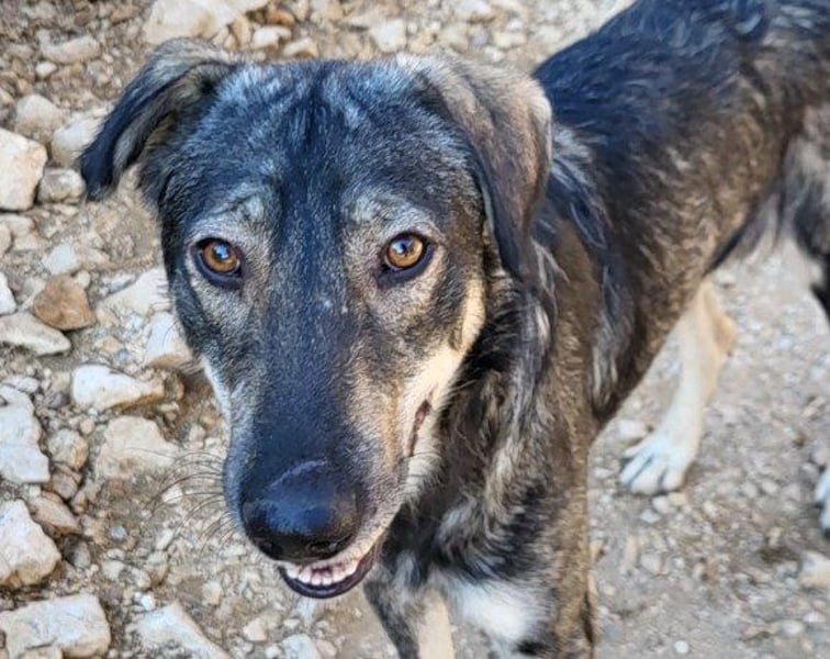 Mili-HSH-Rüde: braucht Liebe & Vertrauen