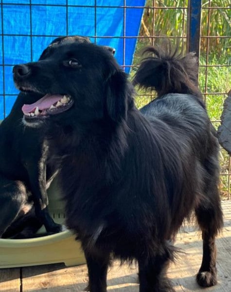 HENNI❤️schwarz-braune Schönheit und ein kleines Wunder an Liebe, Vertrauen & Hoffnung!