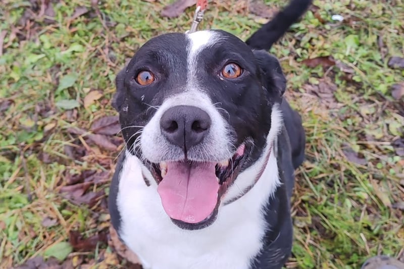 Betty ❤️ verschmuste & anhängliche Hundedame
