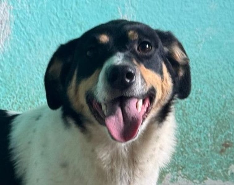 Milly ❤️ liebe, sanfte Hündin sucht dich!