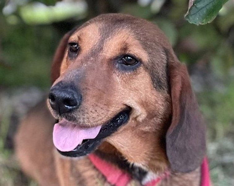 Mama Reina: pures Fellherz aus Liebe