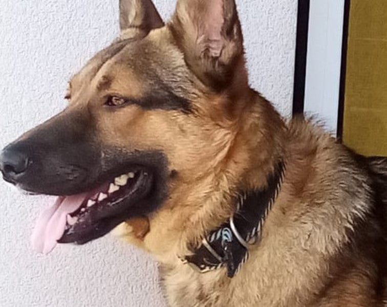 Bebo ❤️ liebevoller, freundlicher und katzenverträgl. Rüde