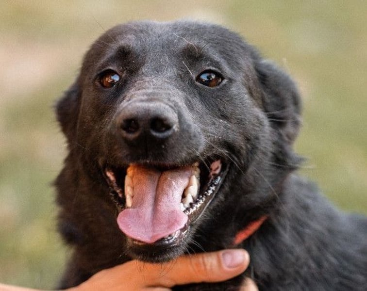 CHUNA❤️freundliche, neugierige & absolut liebenswerte Schmusepfote