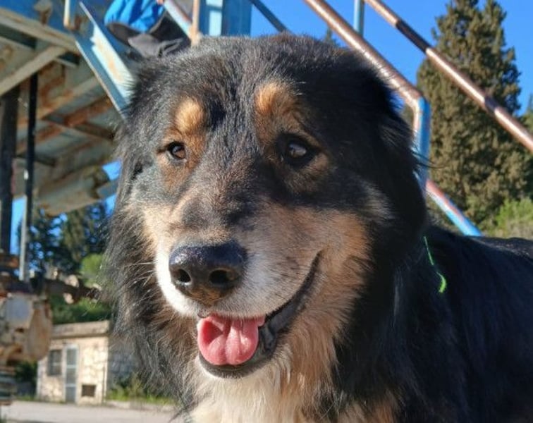 Max ❤️ rundum lieber Familienhund!