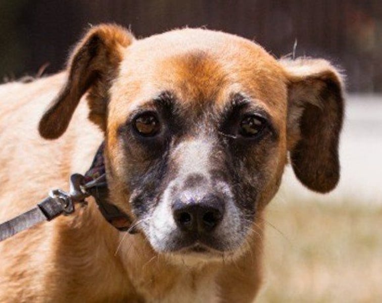 Liebevolle ♥ Senka ♥ mit einem großen Herzen