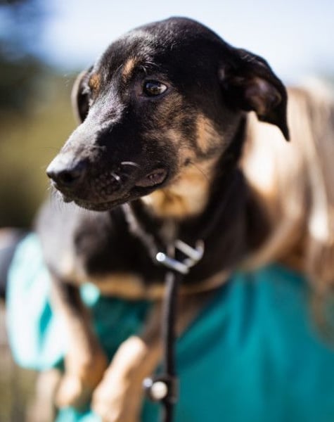 FRIDA❤️Terrier-Mix-Sonnenscheinchen sucht ihr Zuhause voller Liebe