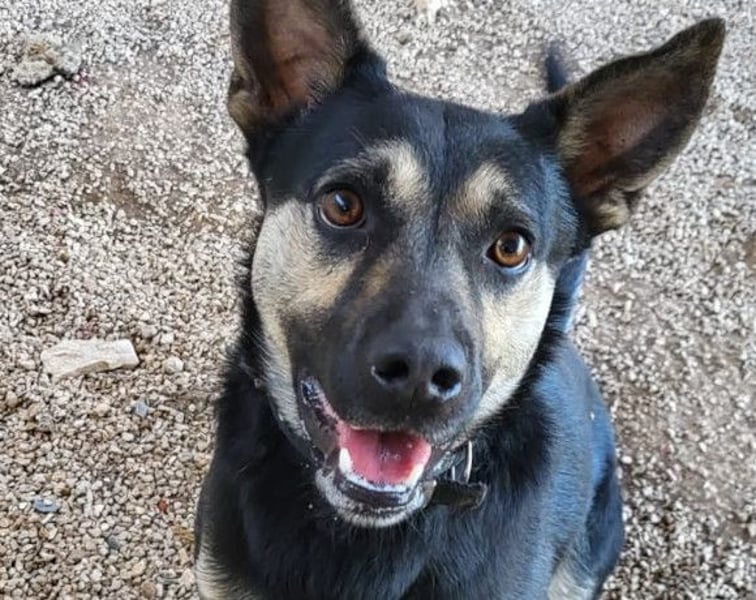 Otto ❤️ so freundlich und verträglich!