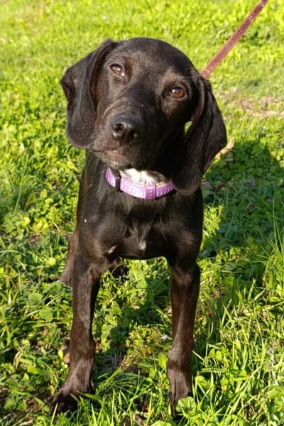 Luna ❤️ fröhliches, aktives Hundemädchen