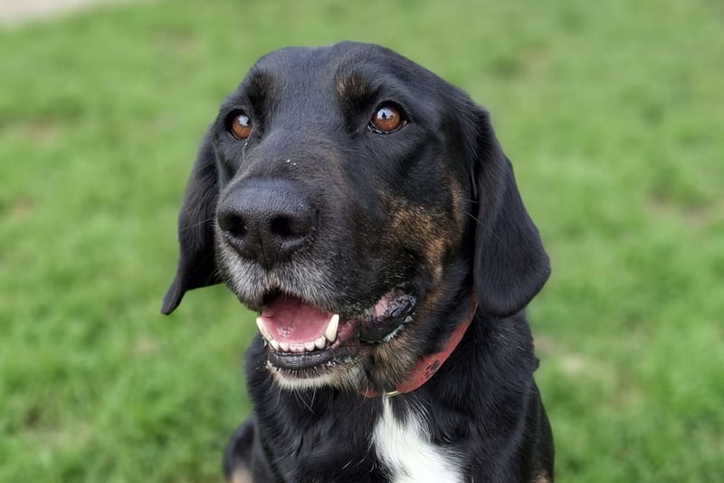 Leo ❤️ wartet in 84524 Neuötting