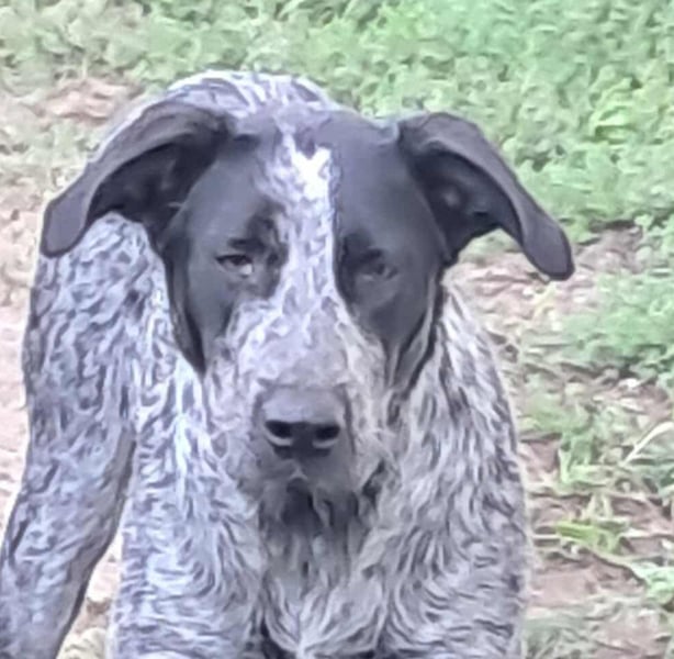 Berta, Hundemädchen sucht liebevolle Hände