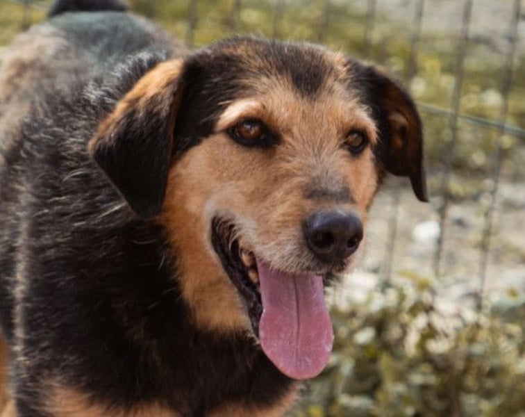 Good-older-Boy Babaluji ❤️ treuer und ehrlichster Fellfreund auf Lebenszeit