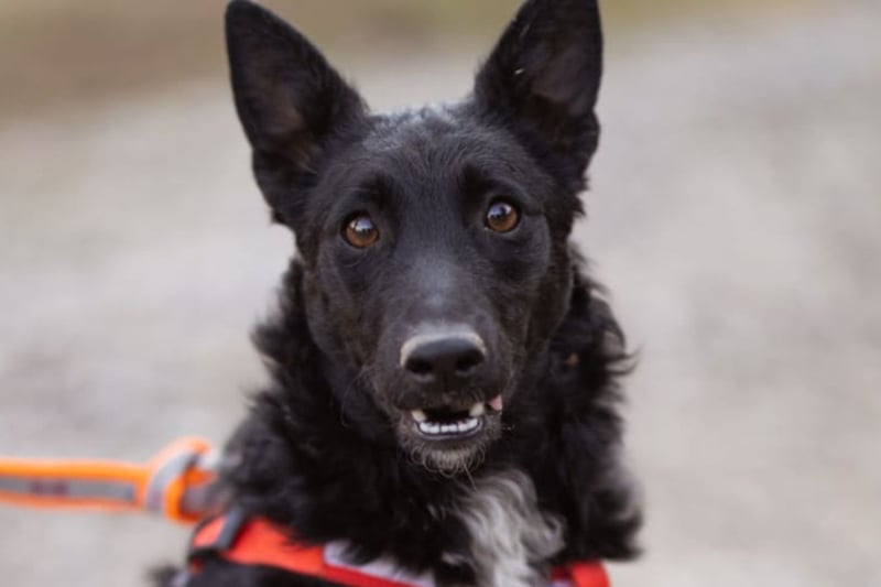 Betty ❤️ kuschlige, verspielte junge Hundedame
