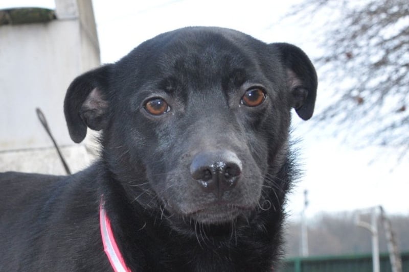 MOUSY❤️freundlicher, schüchterner Sonnenschein und katzenverträglich