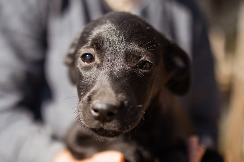 süße TABI❤️kuschelsüchtiges Sonnenscheinchen & pure Lebensfreude!