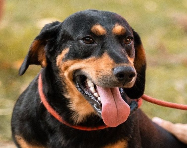 Lieber Bliss ❤️ sucht sein neues Zuhause