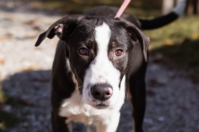 Jungspund Rocky ❤️ wartet in 50674 Köln