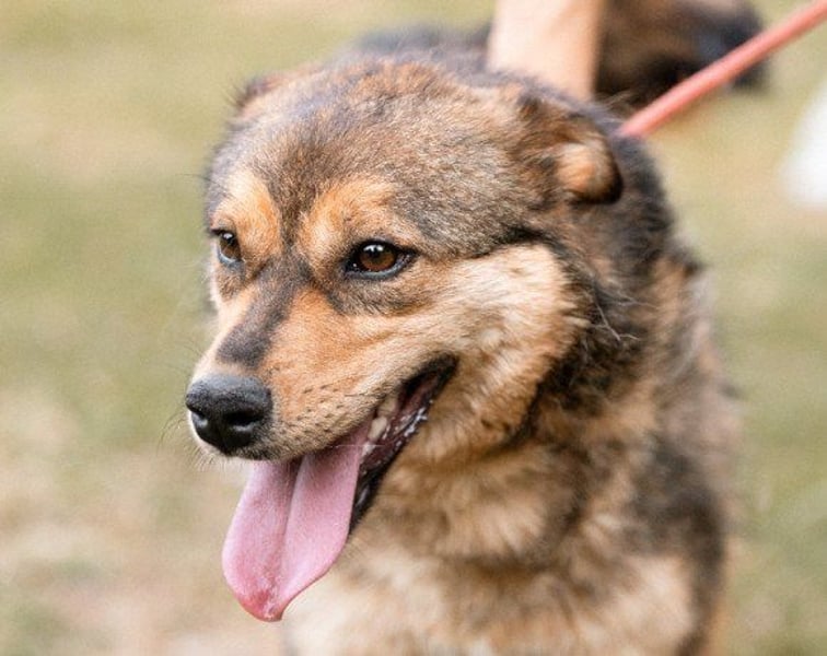 Lizzy - zukünftige Spaziergänge zu zweit