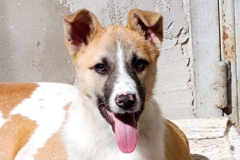 Ella ❤️ super liebes, junges Hundemädchen