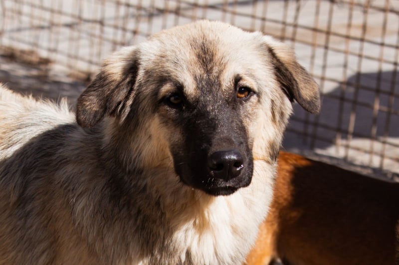 Suki ❤️ Süßes + liebes Hundemädchen!