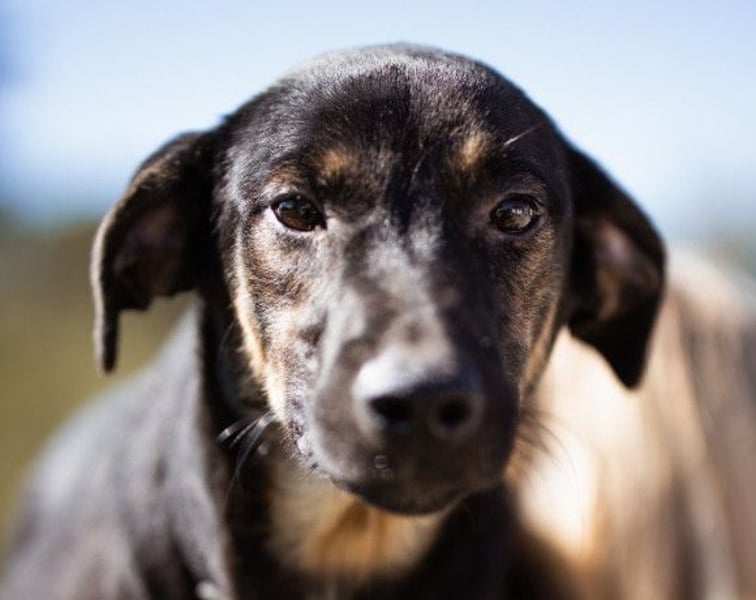 FRIDA❤️Terrier-Mix-Sonnenscheinchen sucht ihr Zuhause voller Liebe
