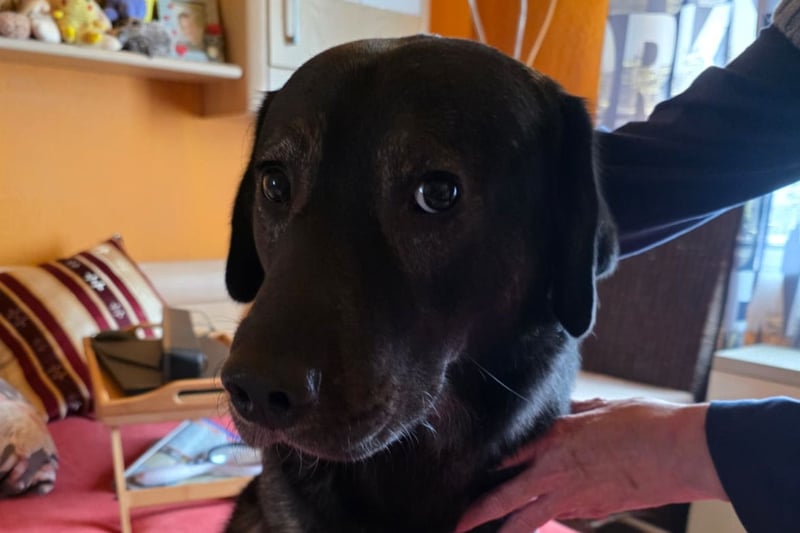 Notfellchen SHADOW❤️in 69198 Schriesheim, dringend Not-PS oder Für-Immer-Zuhause gesucht