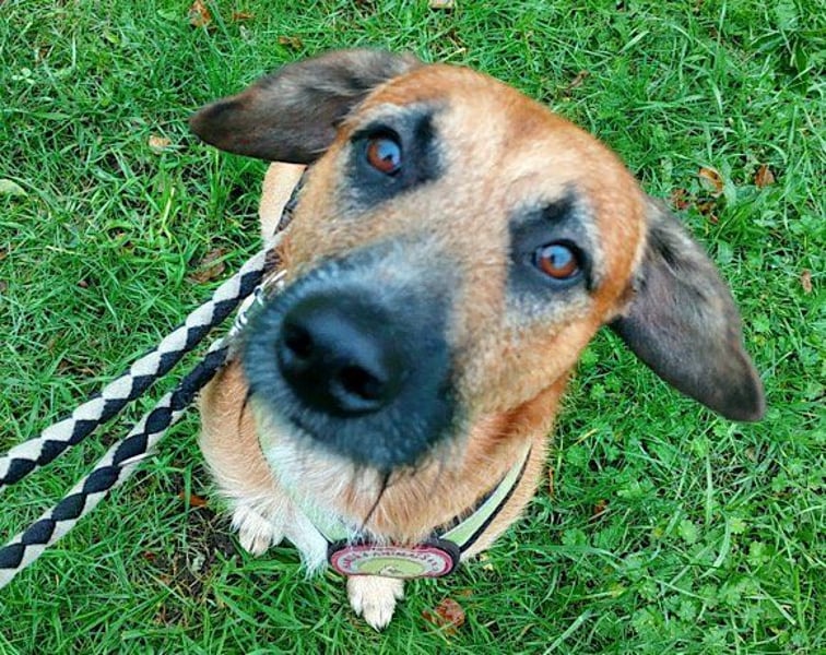 Besuche Taro in 24885 Sieverstedt