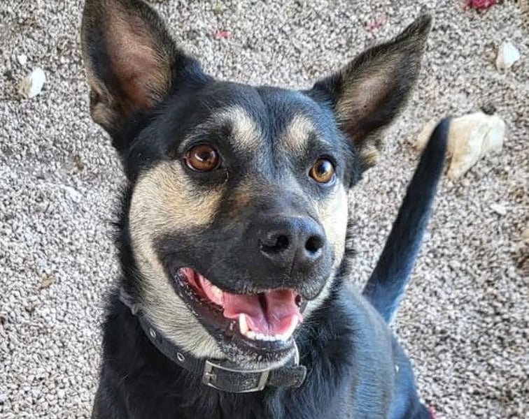 Otto ❤️ so freundlich und verträglich!